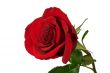 Red rose on white.