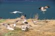 Seagulls on the beach