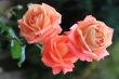 Three roses of pink colour