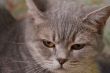 A cat