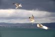 Seagull in the sky
