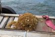 Fishing net