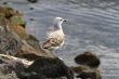 Seagull standing on a rock and looking at the sea.