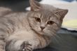 Cat lying on the couch and watched