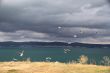 Seagulls and sea
