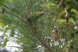 Small pinecone
