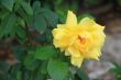A yellow rose