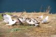 Seagulls on the beach