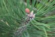 Small pinecone