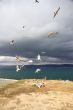 Seagulls