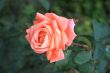 Beautiful and tender flower rose pink. Macro