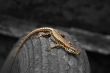 Lizard on a tyre