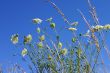 Sky plants and flowers