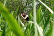 Naturalist woman photographer