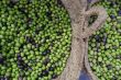 Fresh olives for sale at a Spanish market