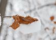 Snow on leaf