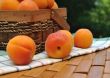 Apricots scattered on the towel