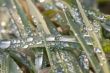 Drops