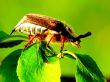  The may-bug sits on a green leaflet