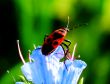  Insect on a blue flower