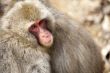 Japanese Snow Monkeys