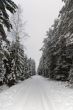 winter snow forest