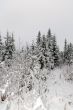 girl snow fir spruce