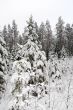 girl snow fir spruce