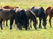  The farmer's horses graze in summer pastures