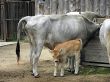 Small Hungarian grey cattle