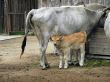 Small Hungarian grey cattle watching