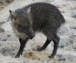 Small collared peccary