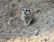 Slender-tailed Meerkat