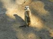 Slender-tailed Meerkat standing in watch