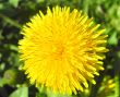 The yellow dandelion