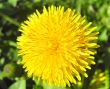 The yellow dandelion