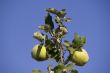 Quince fruits