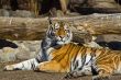 Amur tigress