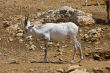 Arabian oryx