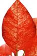 Leaf of the poinsettia