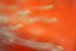 Seeds abstract