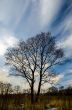 Lonely tree