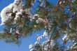 Pine branch with cones and snow against the blue sky. 