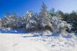 Trees in the snow against the bright blue sky.