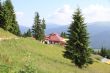 Little House on the hillside and surrounded by pine trees