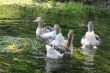 Many ducks floating on the water.