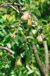 Bright juicy pear fruit hanging on the tree in the green leaves. 