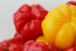 Red and yellow raw pepper