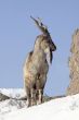 Young male markhor