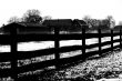 Pasture fence